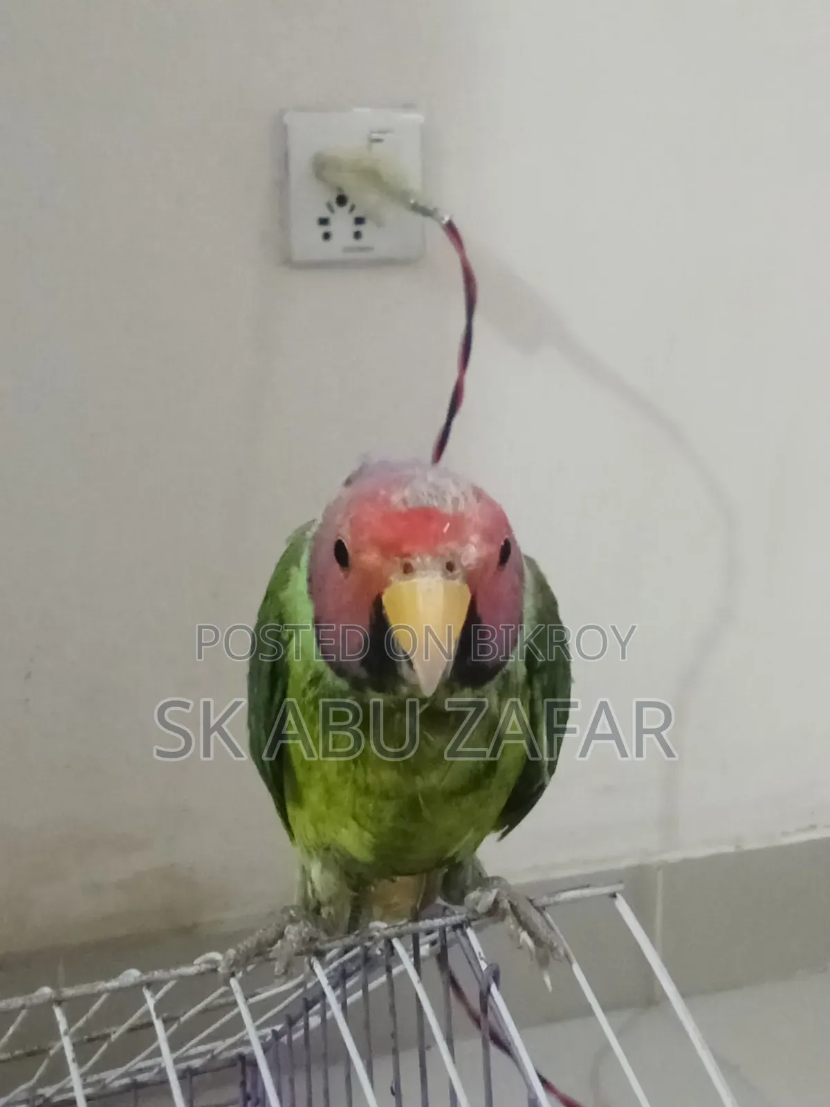 হিরামন টিয়া পাখি
