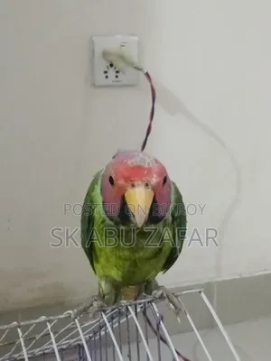 হিরামন টিয়া পাখি