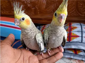 Tame Cockatiel