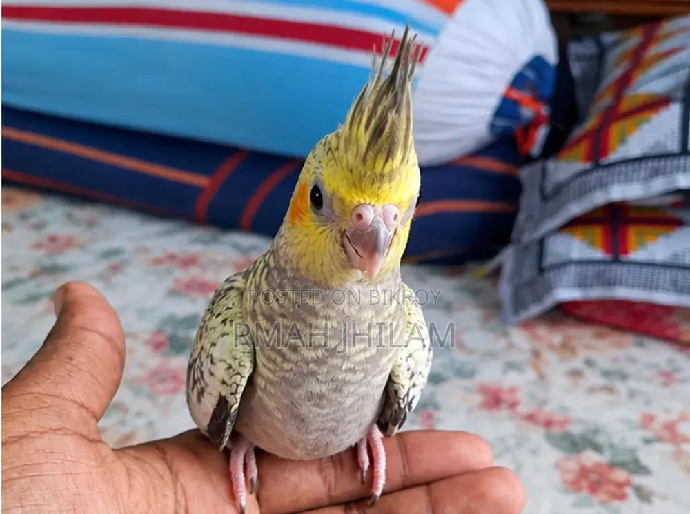 Tame Cockatiel