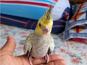 Tame Cockatiel
