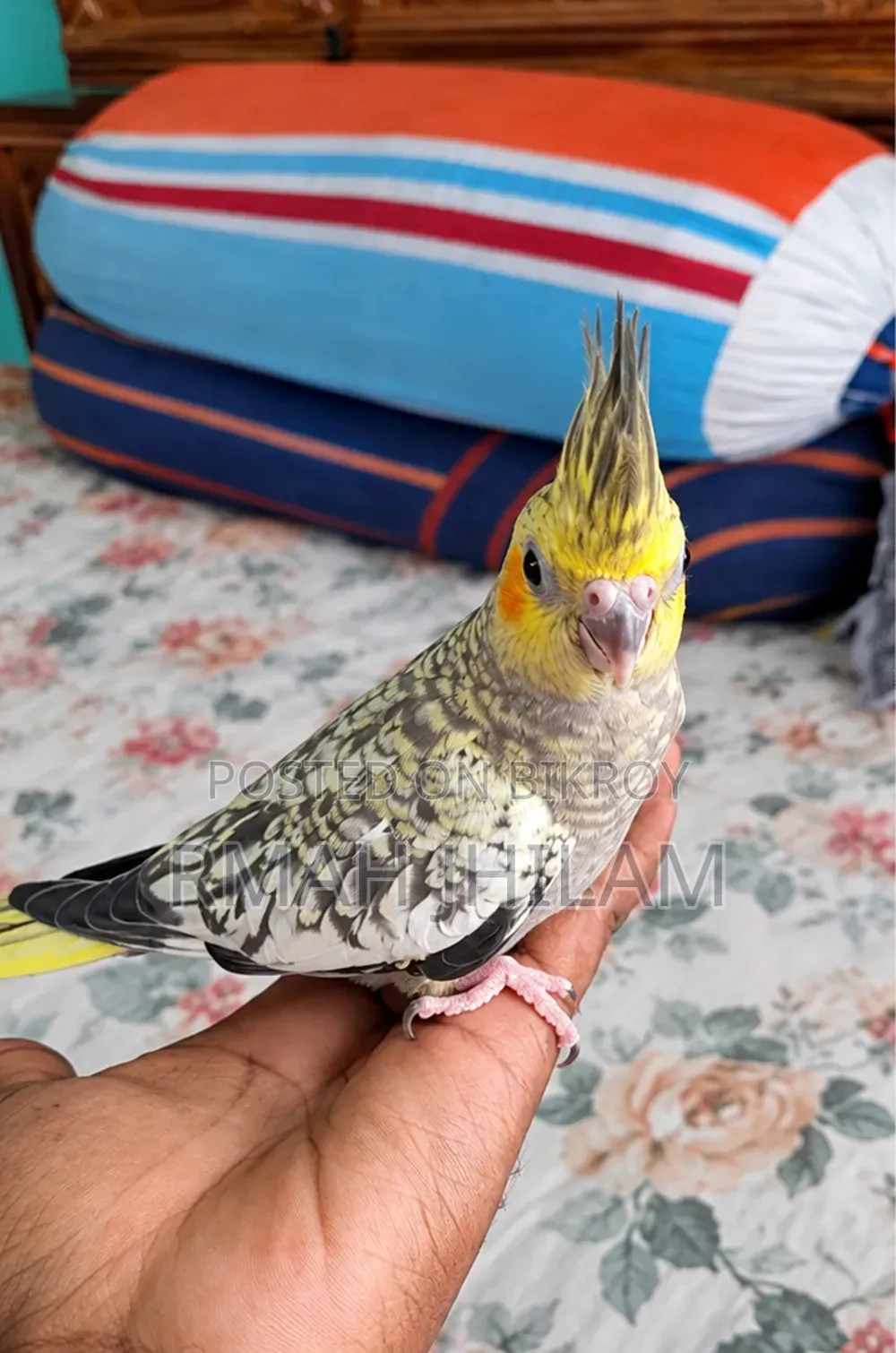 Tame Cockatiel