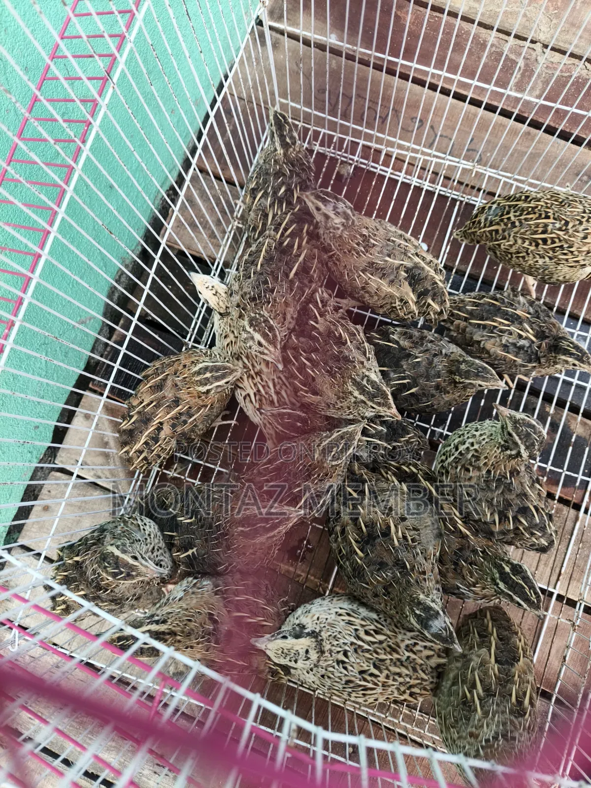 Egg-laying quails will be sold