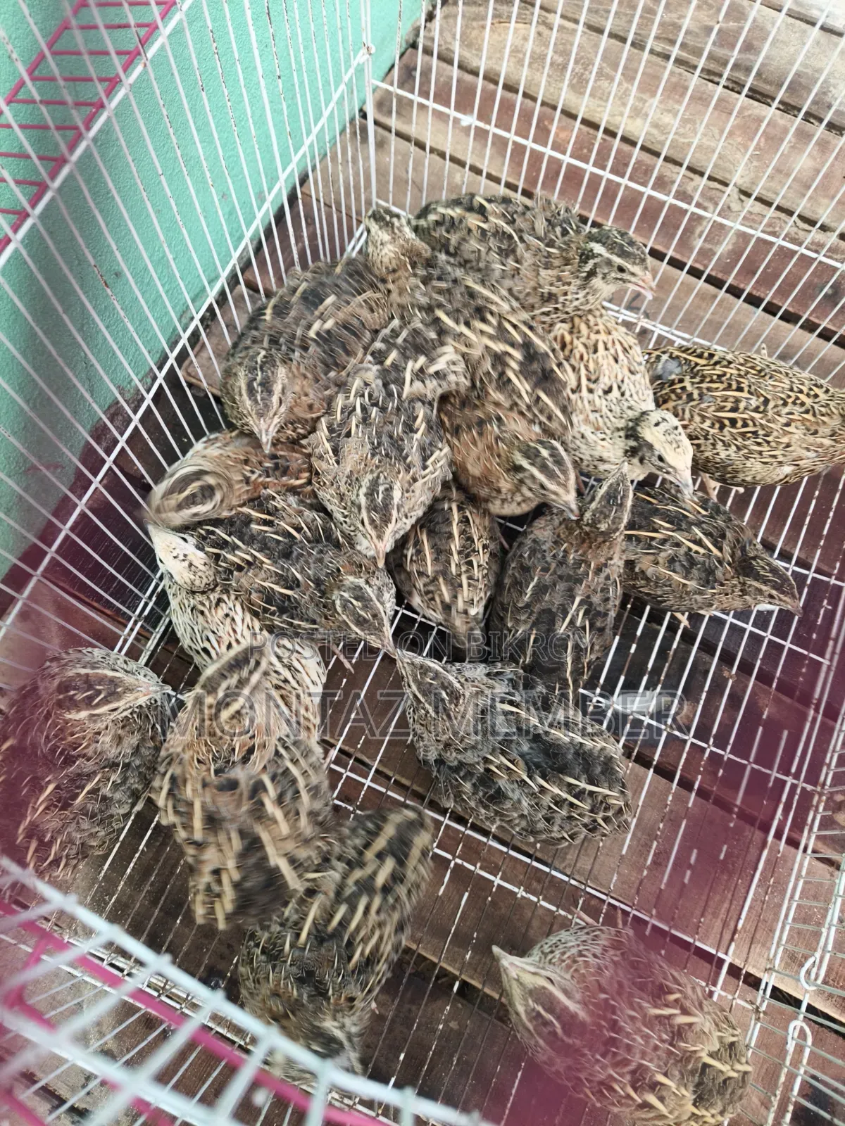 Egg-laying quails will be sold