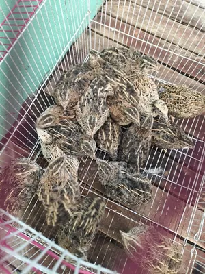 Egg-laying quails will be sold