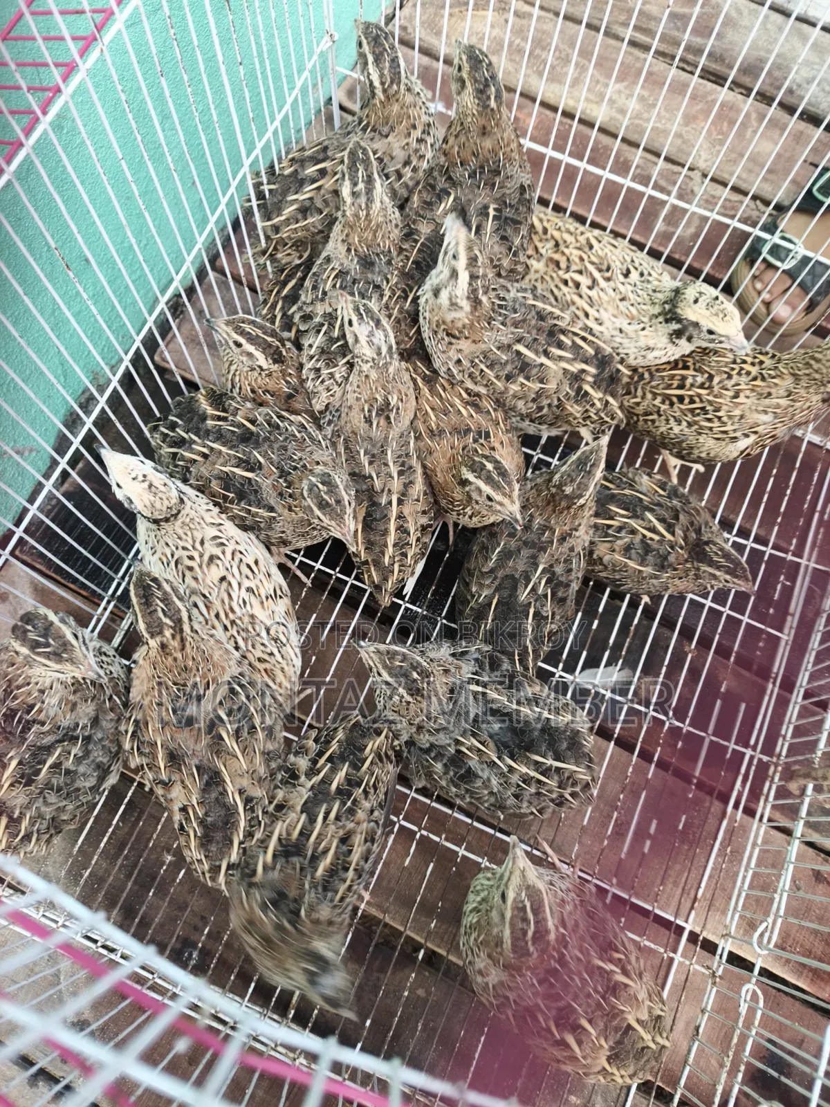 Egg-laying quails will be sold