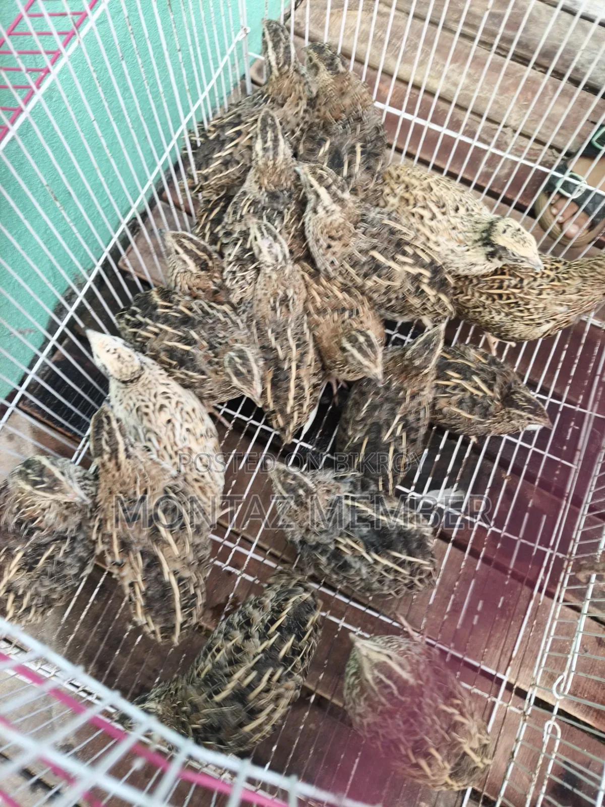 Egg-laying quails will be sold