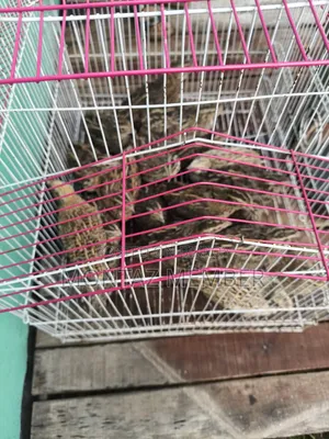 Egg-laying quails will be sold