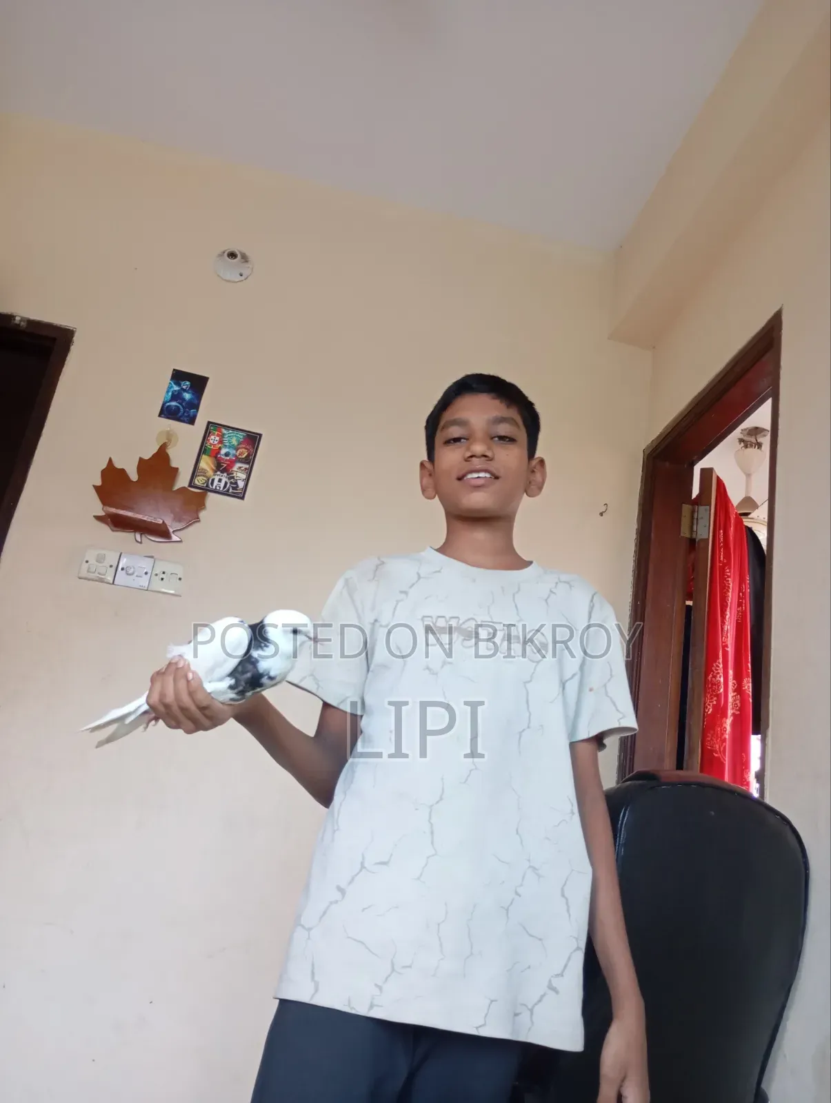 এটি মাখ সি জাতের কবুতর রেসিং এটি খুব সহজে বাসা চেনানো যায়