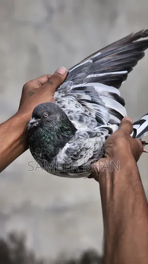 ১ পিস মাদি ৪ পিস নর