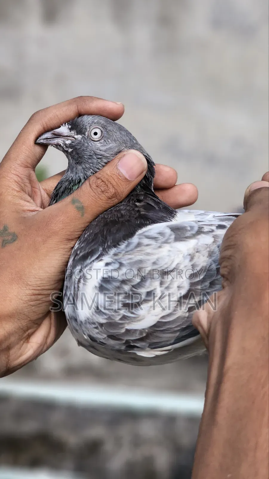 ১ পিস মাদি ৪ পিস নর