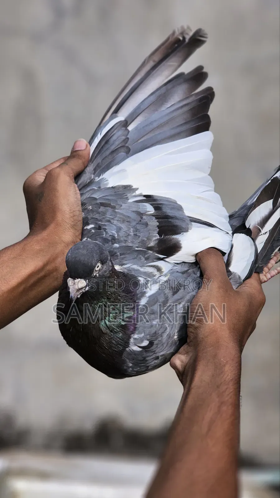 ১ পিস মাদি ৪ পিস নর