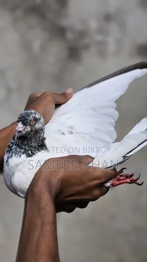 ১ পিস মাদি ৪ পিস নর