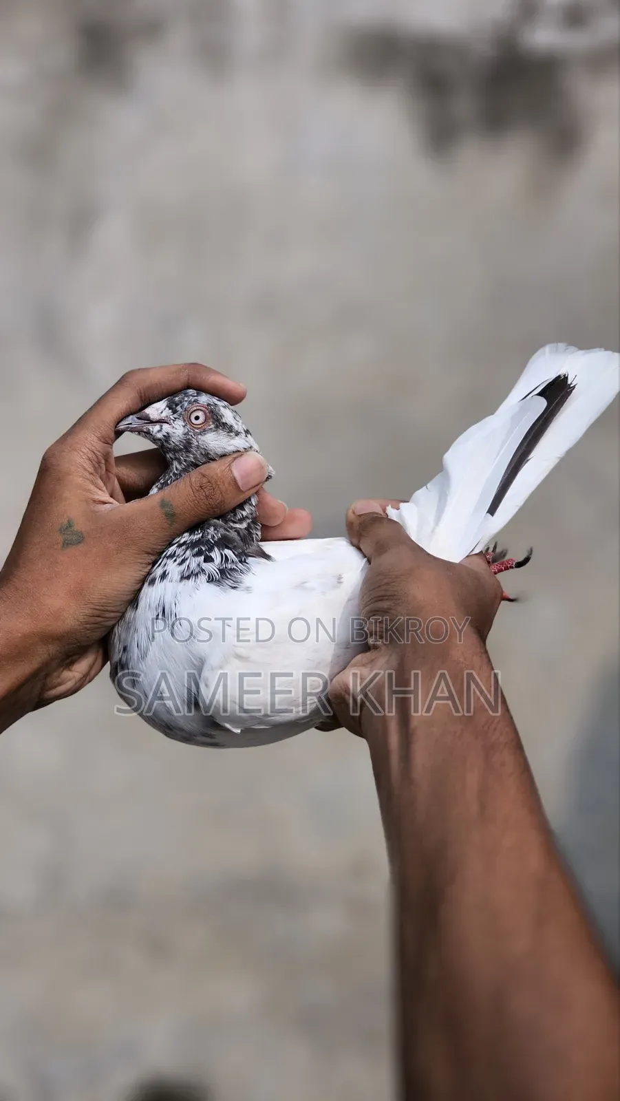 ১ পিস মাদি ৪ পিস নর