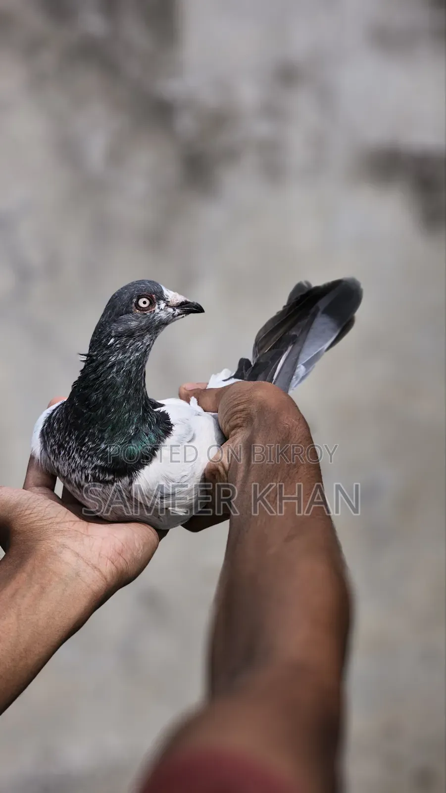 ১ পিস মাদি ৪ পিস নর