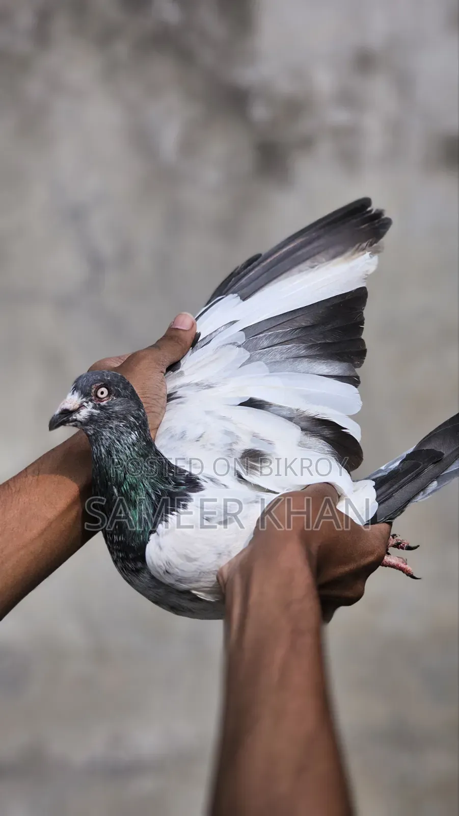 ১ পিস মাদি ৪ পিস নর