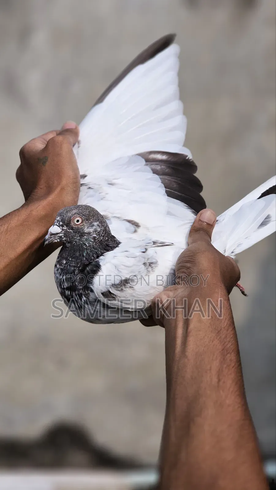 ১ পিস মাদি ৪ পিস নর