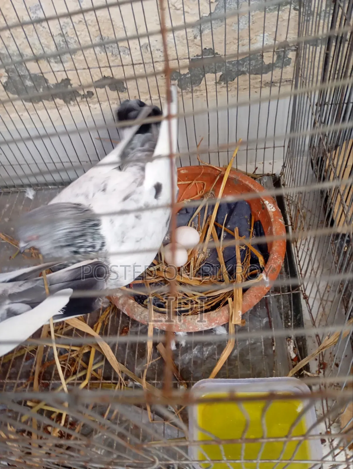 এটি গোল্লা কবুতর দুটি ডিম সহ বিক্রি হবে