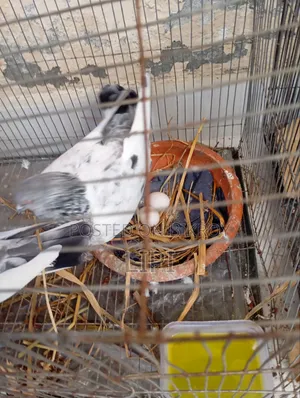 এটি গোল্লা কবুতর দুটি ডিম সহ বিক্রি হবে