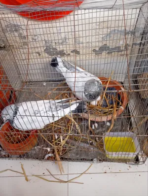 এটি গোল্লা কবুতর দুটি ডিম সহ বিক্রি হবে