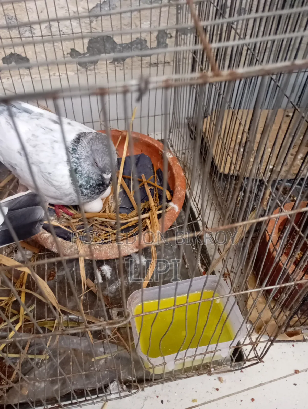 এটি গোল্লা কবুতর দুটি ডিম সহ বিক্রি হবে