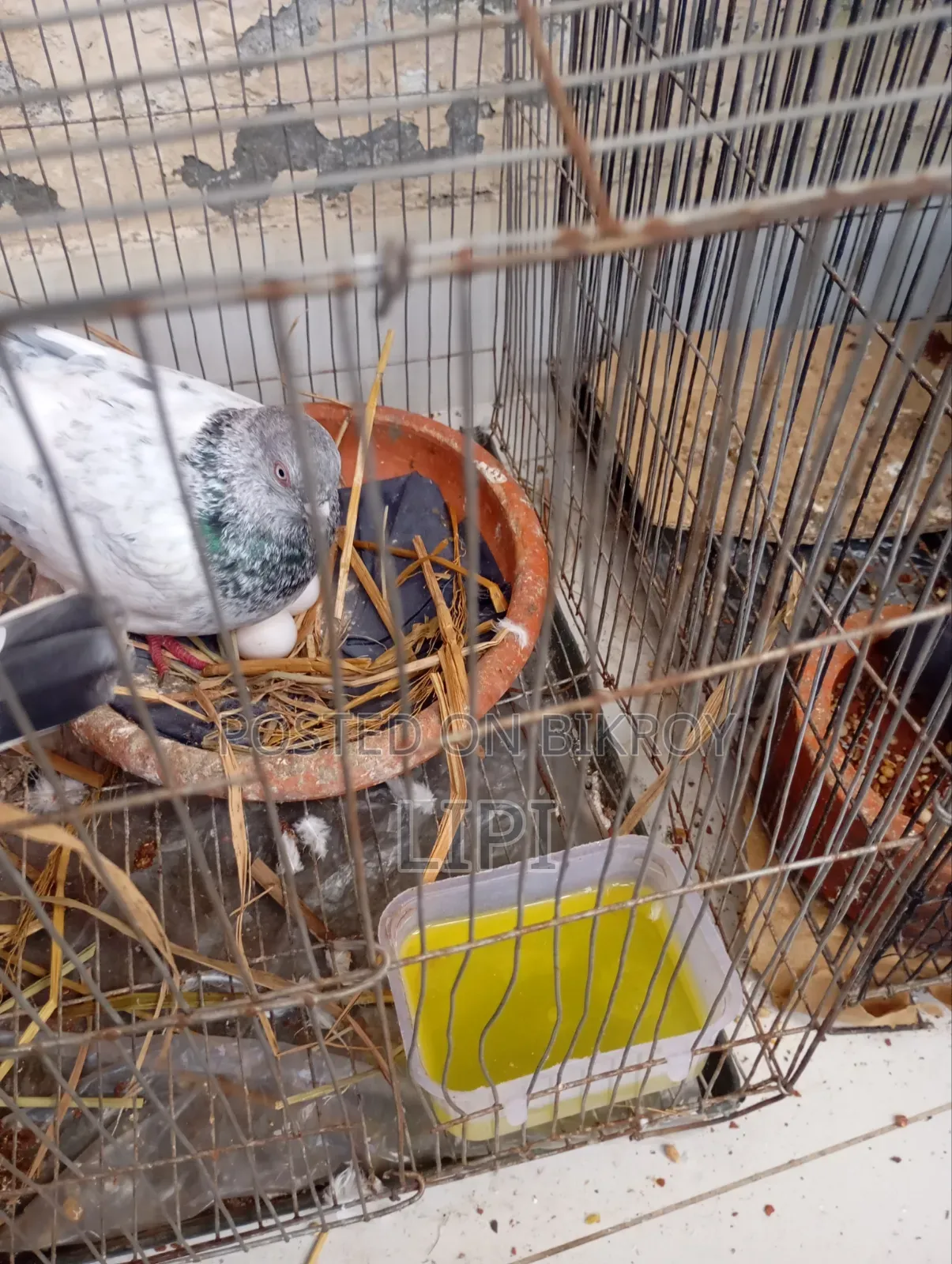 এটি গোল্লা কবুতর দুটি ডিম সহ বিক্রি হবে