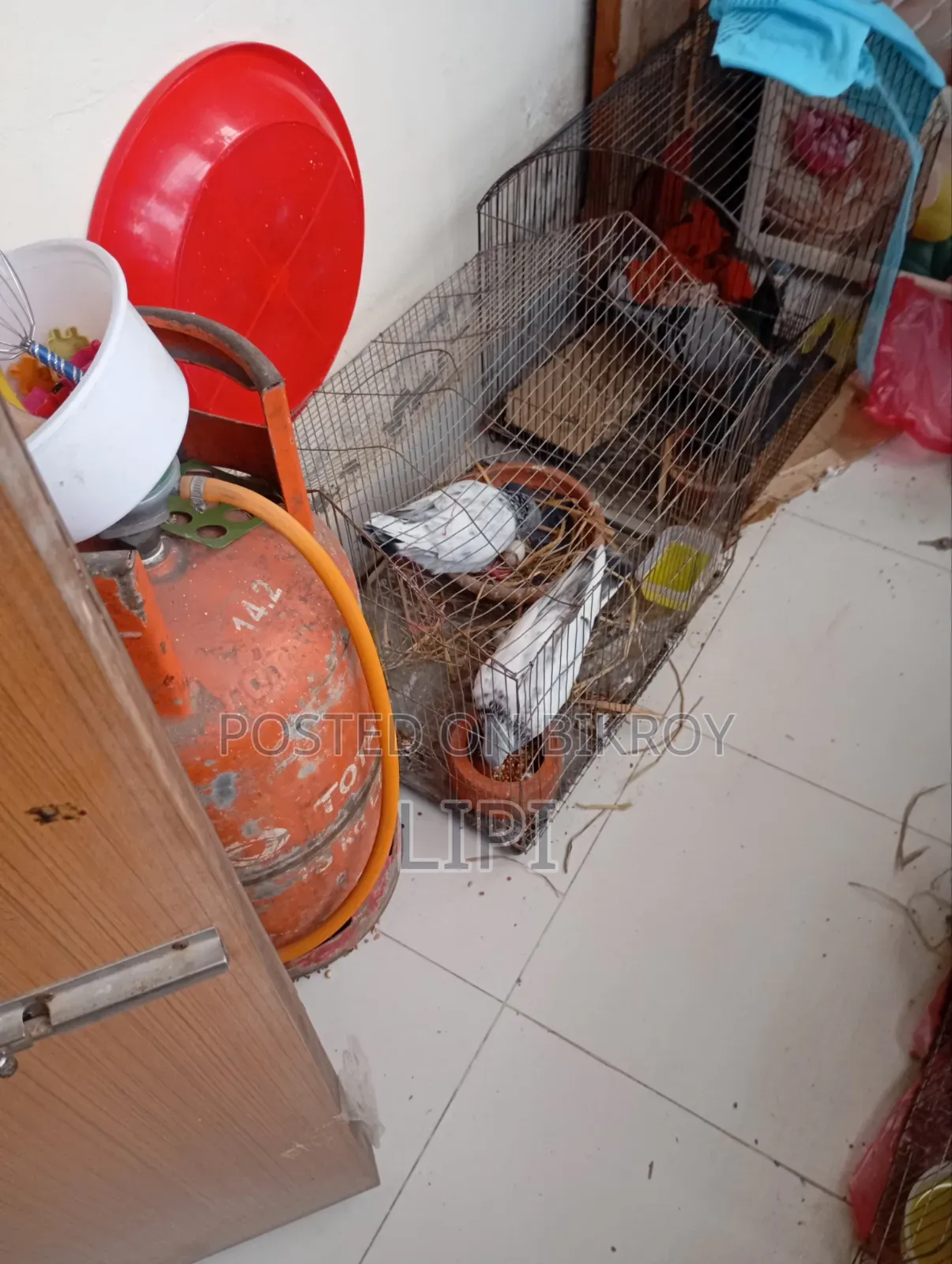 এটি গোল্লা কবুতর দুটি ডিম সহ বিক্রি হবে