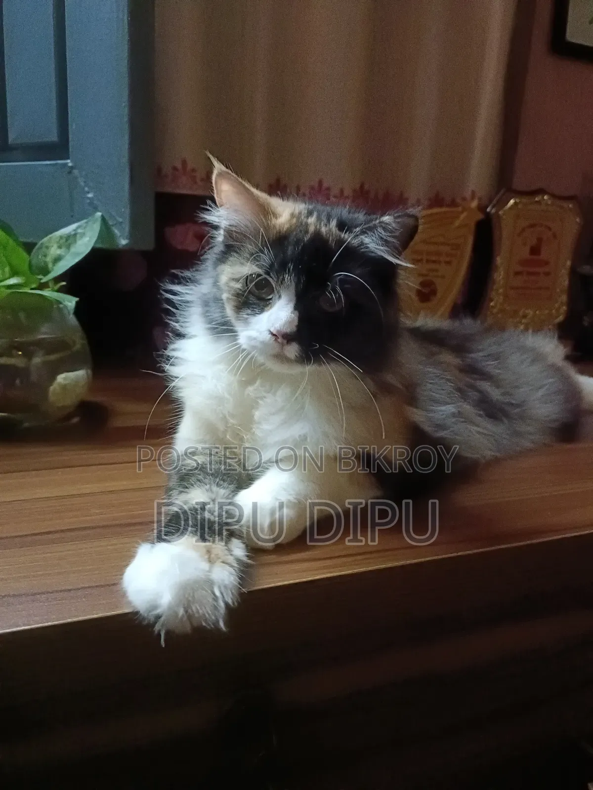 ৩-৬ মাসের ফিমেল পিওরব্রেড পার্সিয়ান