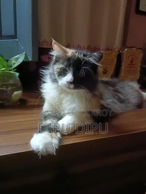 ৩-৬ মাসের ফিমেল পিওরব্রেড পার্সিয়ান