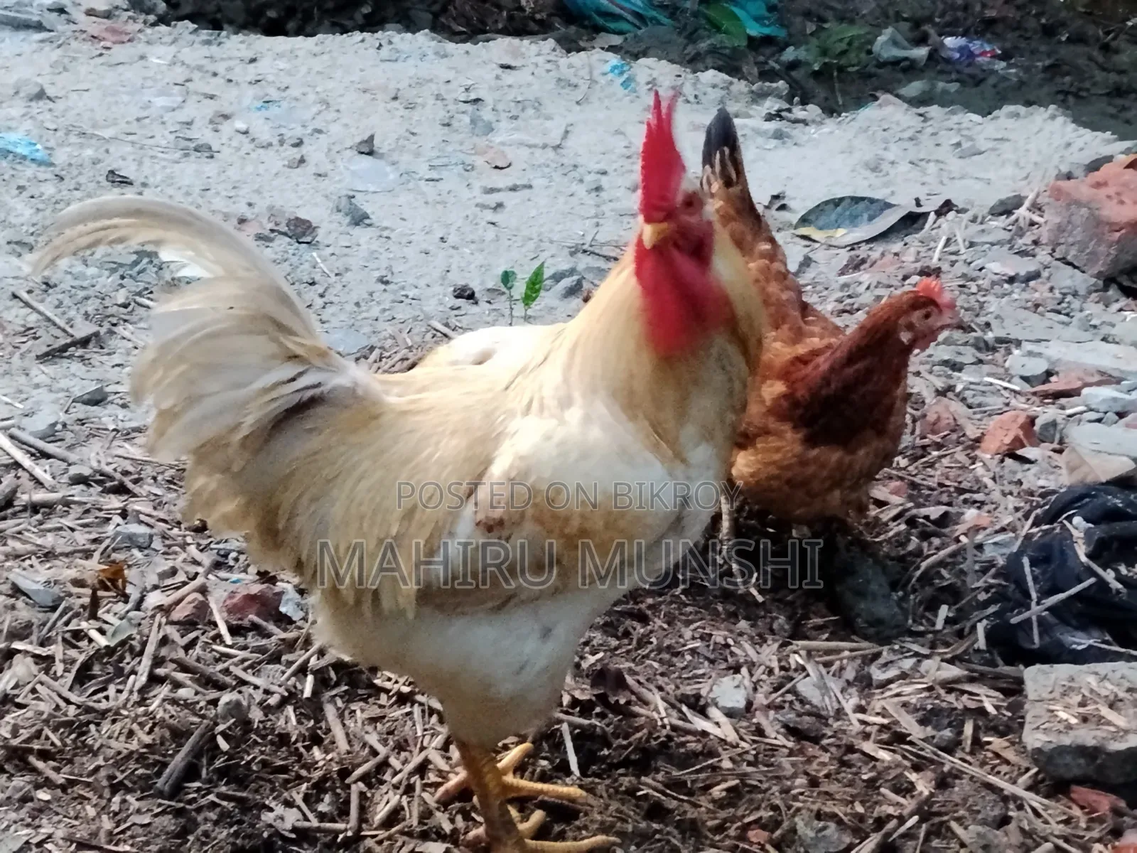 It's Chicken It's Weath 4 Kg