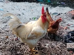 It's Chicken It's Weath 4 Kg