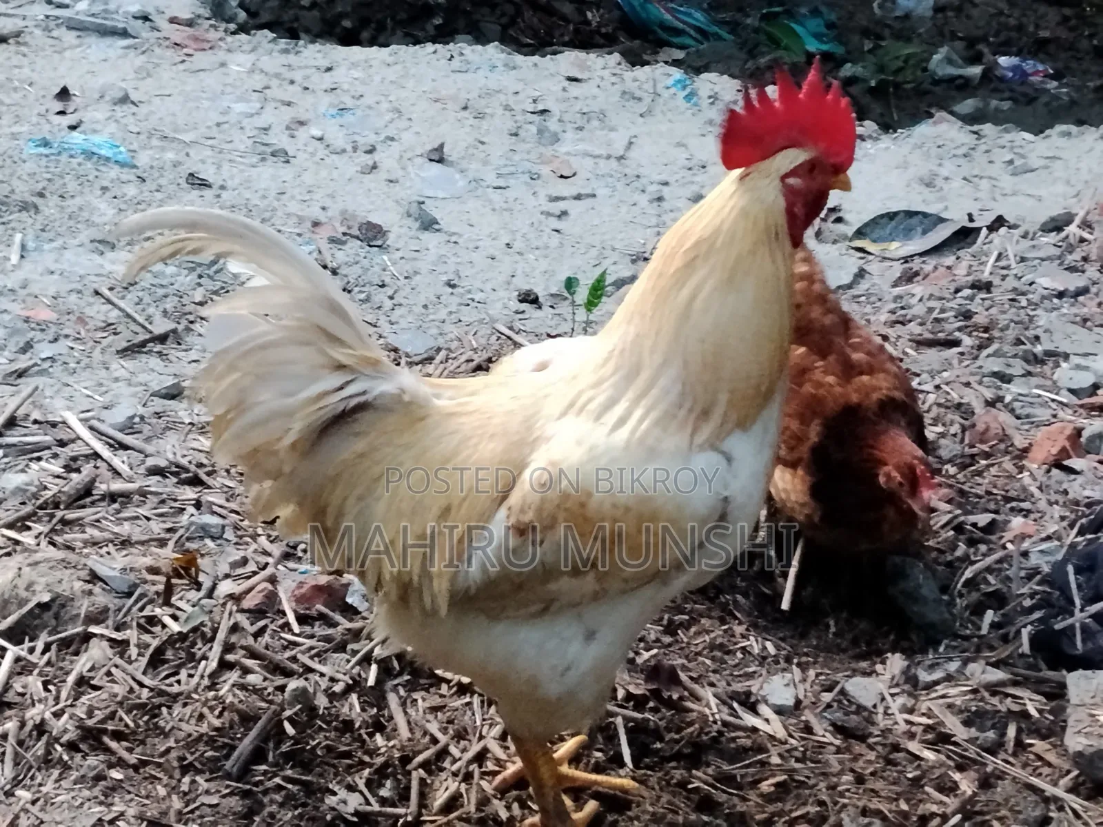 It's Chicken It's Weath 4 Kg