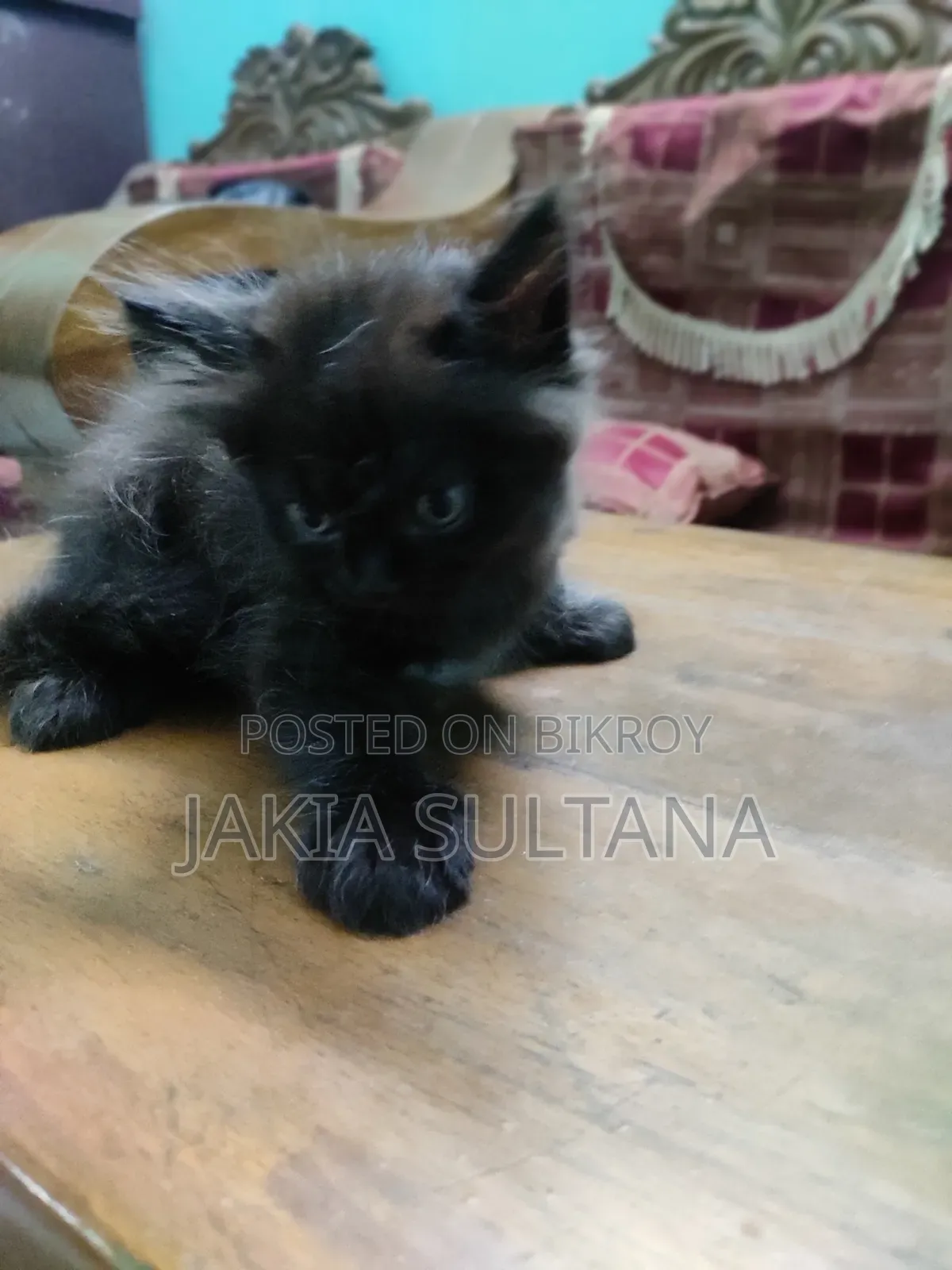 ১-৩ মাস বয়সী ফিমেল পিওরব্রেড পার্সিয়ান