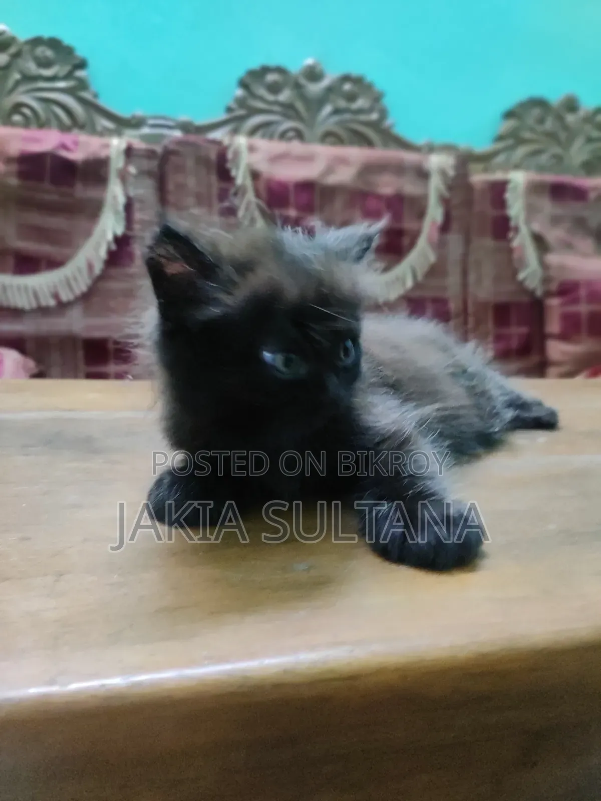 ১-৩ মাস বয়সী ফিমেল পিওরব্রেড পার্সিয়ান