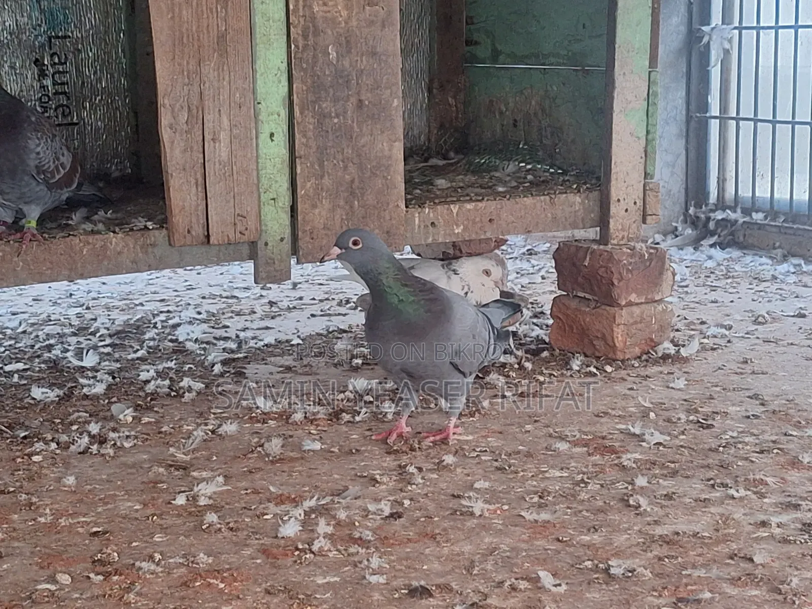 Pair of Pigeons