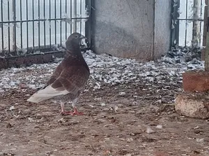 Pair of Pigeons