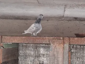 Pair of Pigeons