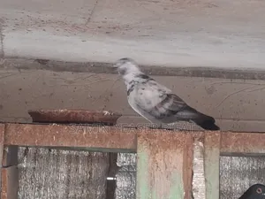 Pair of Pigeons