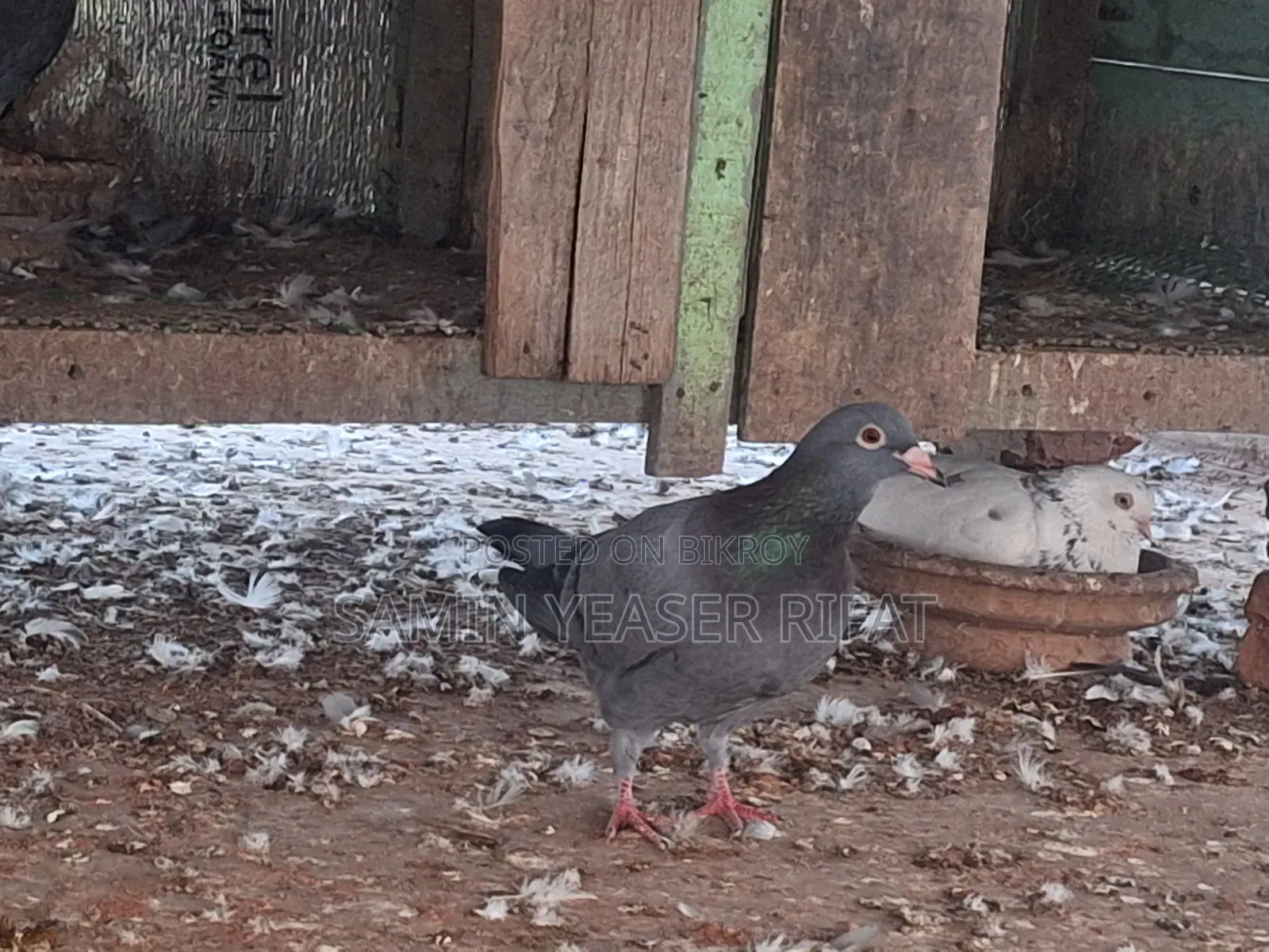 Pair of Pigeons