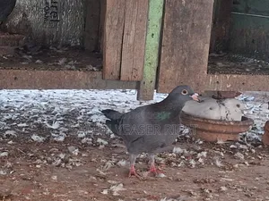 Pair of Pigeons
