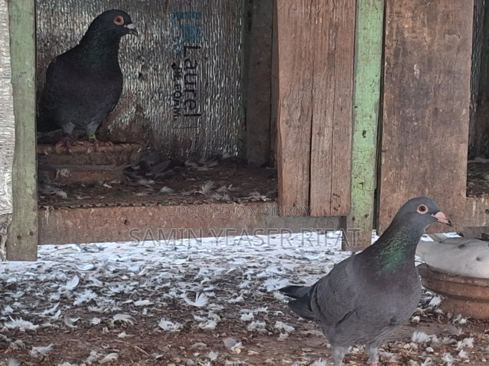 Pair of Pigeons