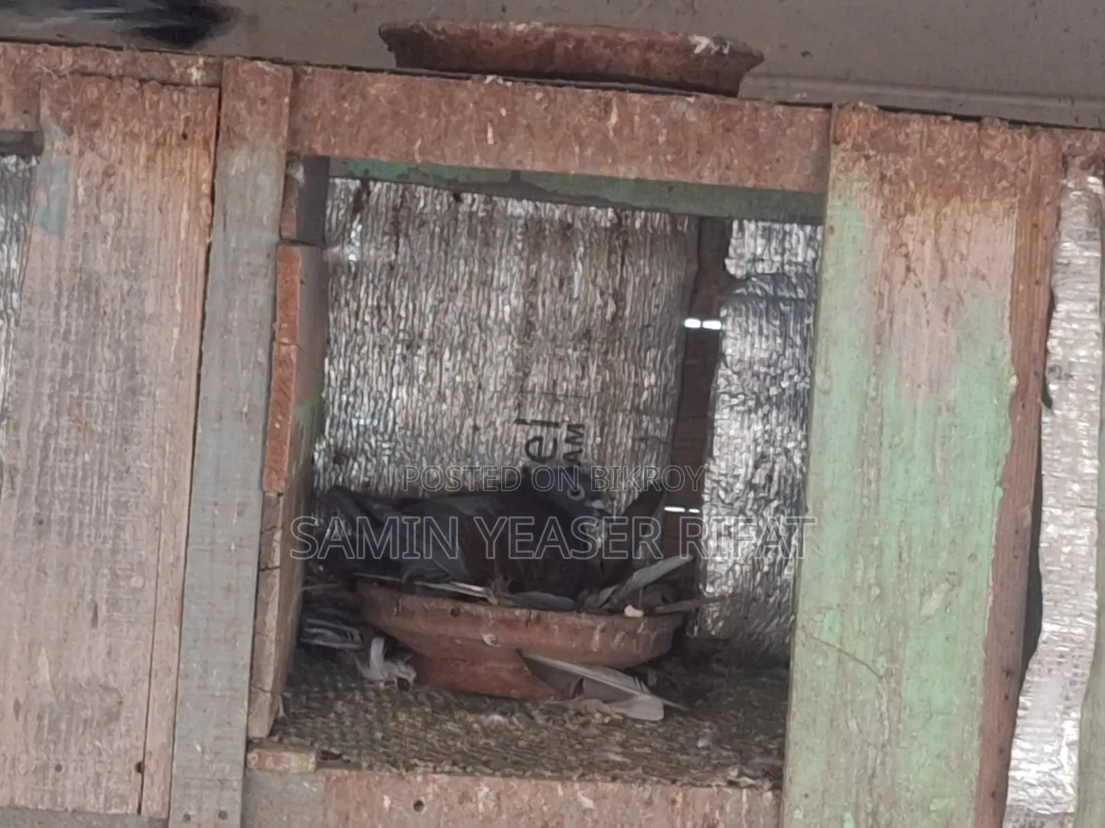 Pair of Pigeons