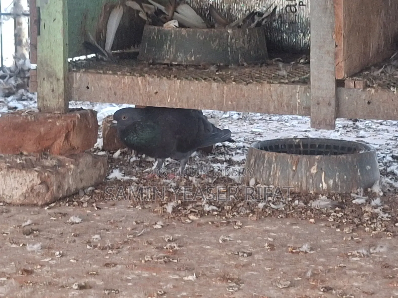 Pair of Pigeons