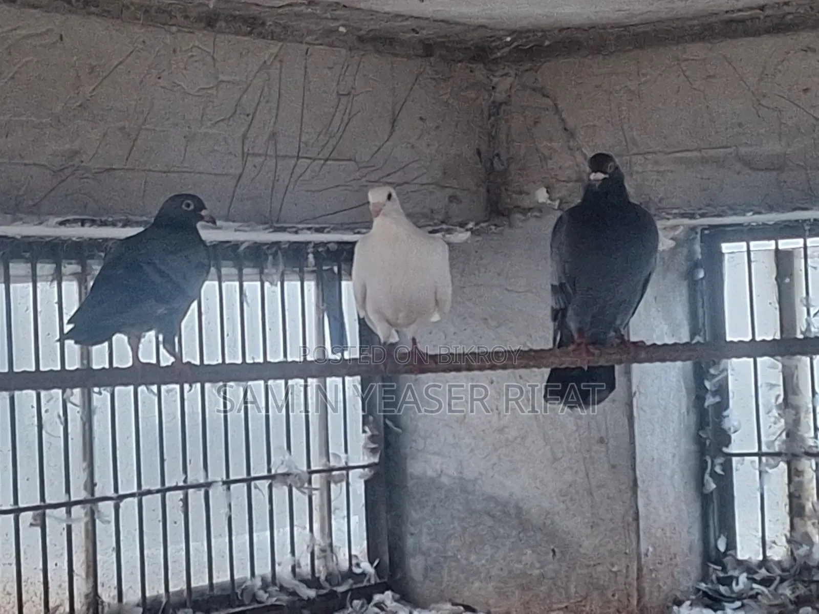 Pair of Pigeons