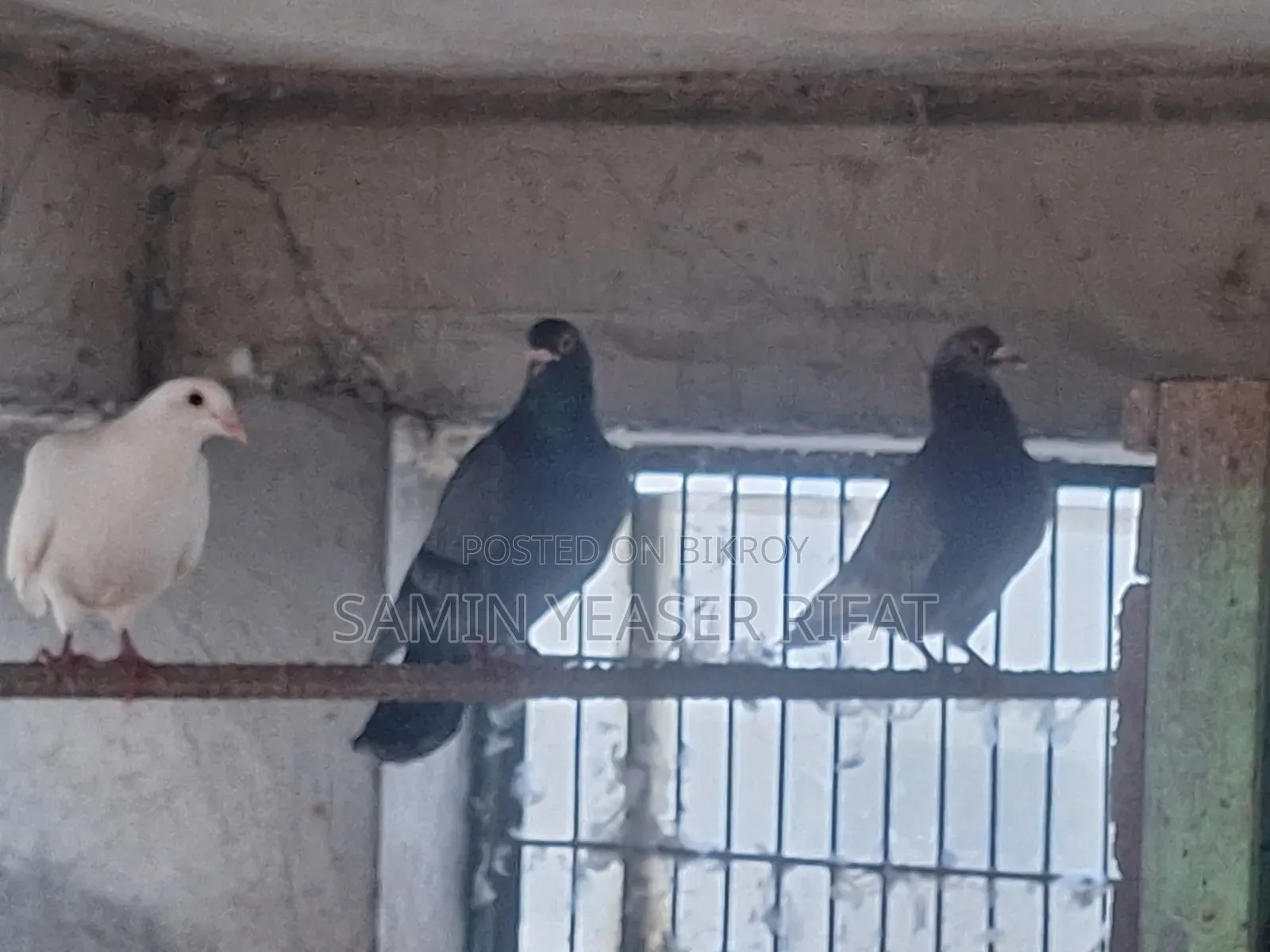 Pair of Pigeons