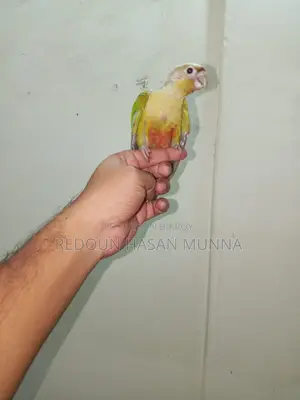 পাইনএপেল কনুর টেম বেবি