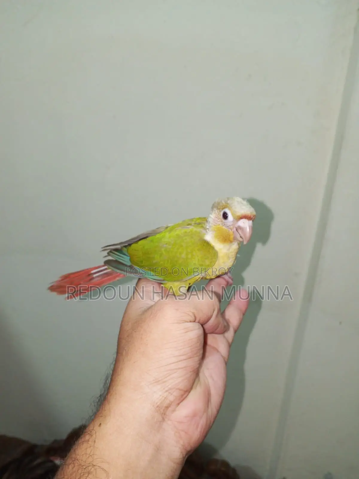 পাইনএপেল কনুর টেম বেবি