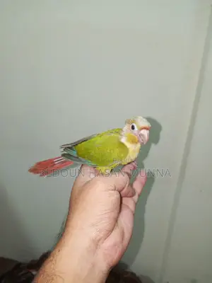 পাইনএপেল কনুর টেম বেবি