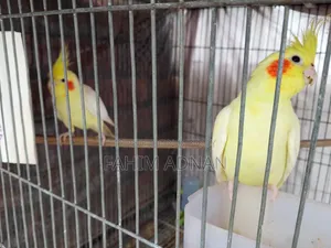 রানিং কোকাটেল পাখি সেল হবে।