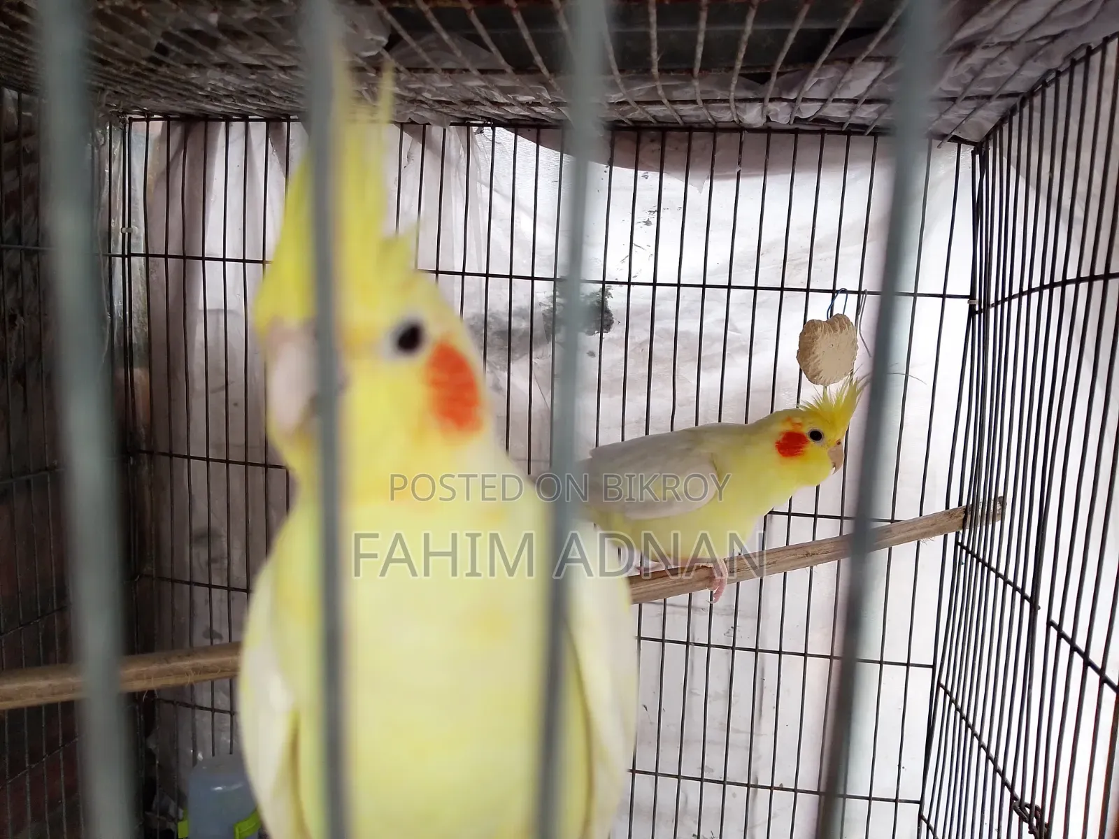 রানিং কোকাটেল পাখি সেল হবে।